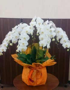 胡蝶蘭 山口県下関市のお花屋 花ギフト フラワーギフトの配達は花のタムラ