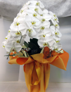 胡蝶蘭 山口県下関市のお花屋 花ギフト フラワーギフトの配達は花のタムラ